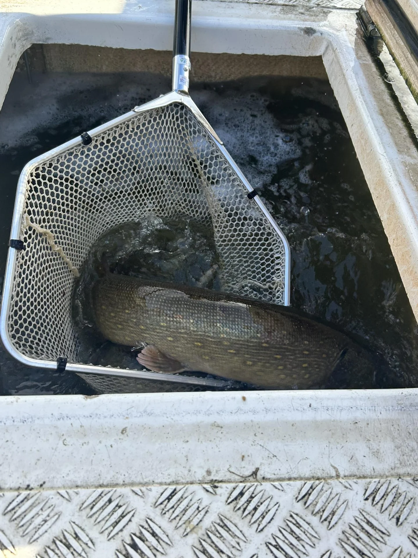 Alevinage Novembre 2025