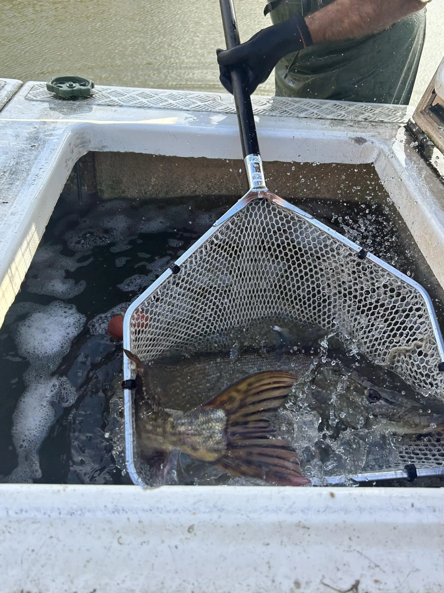 Alevinage Novembre 2025