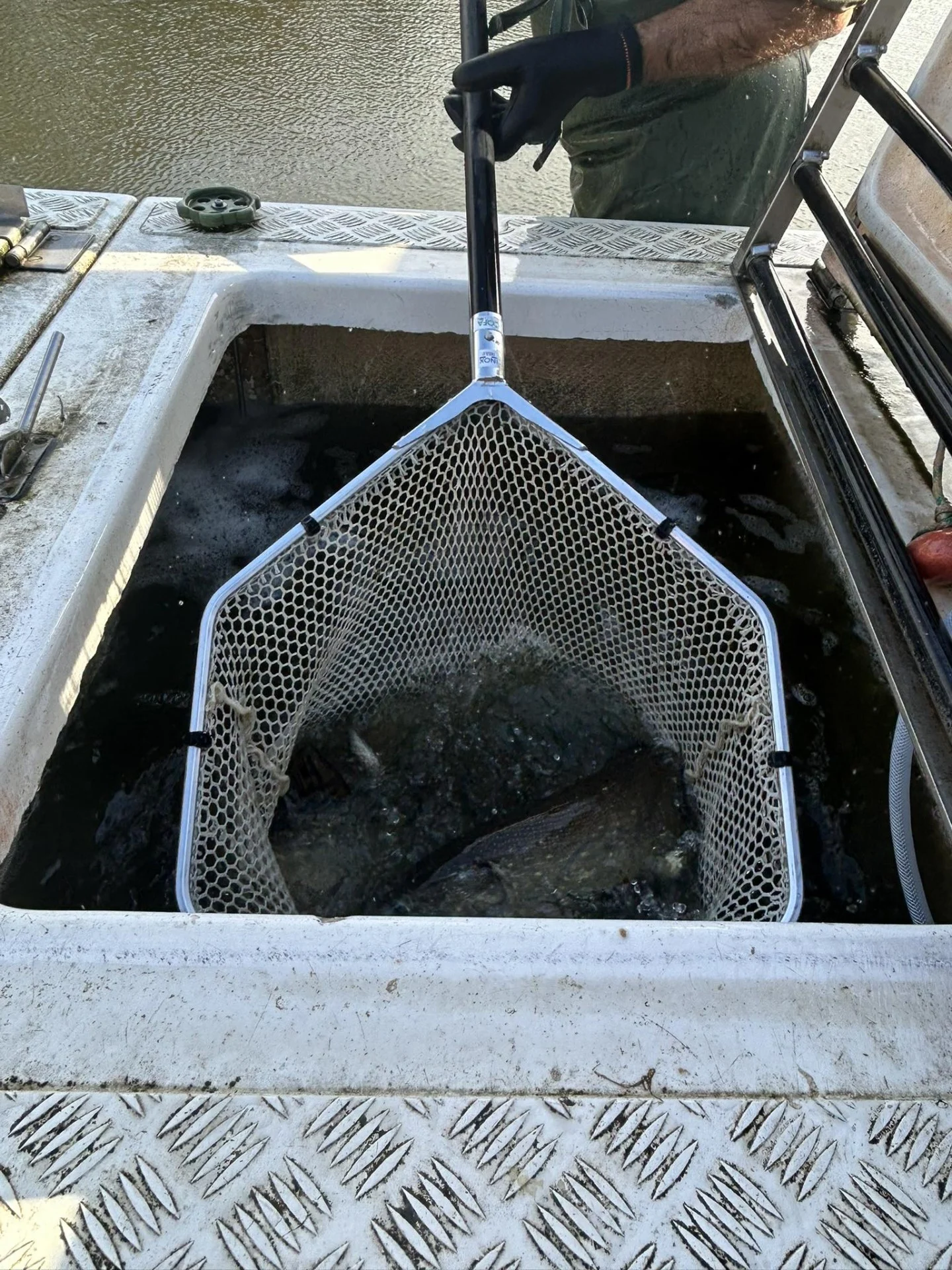 Alevinage Novembre 2025