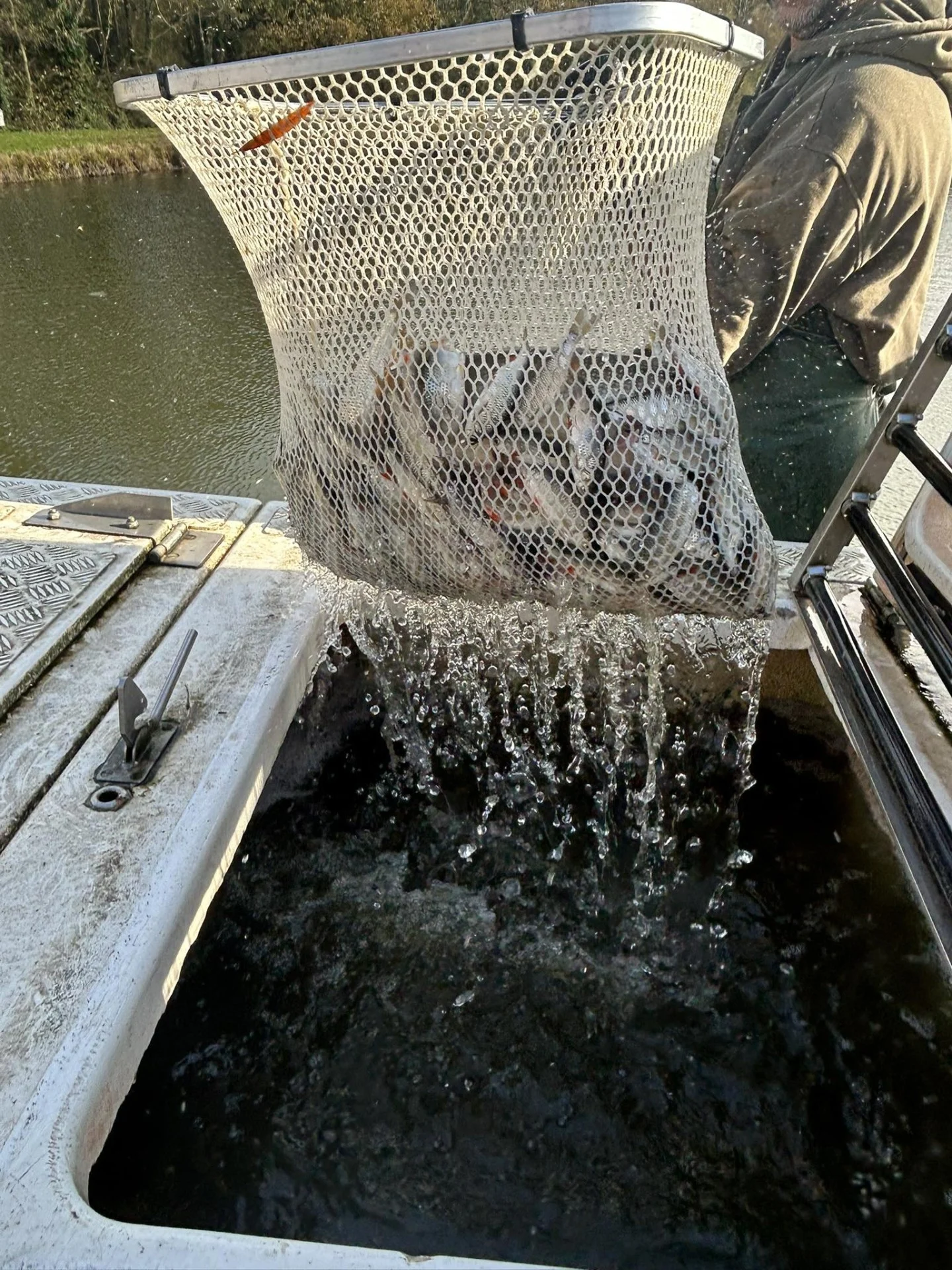 Alevinage Novembre 2025