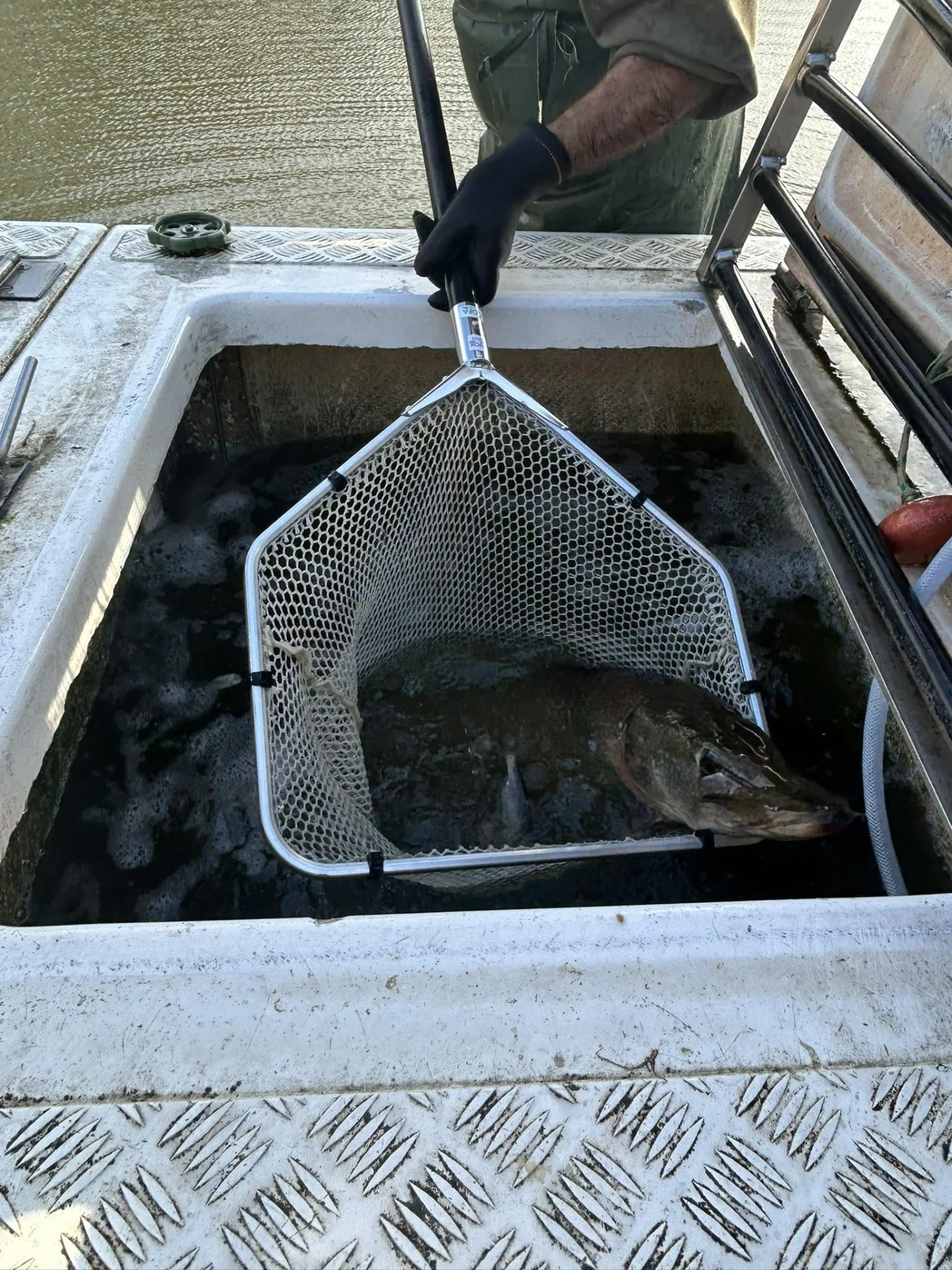 Alevinage Novembre 2025