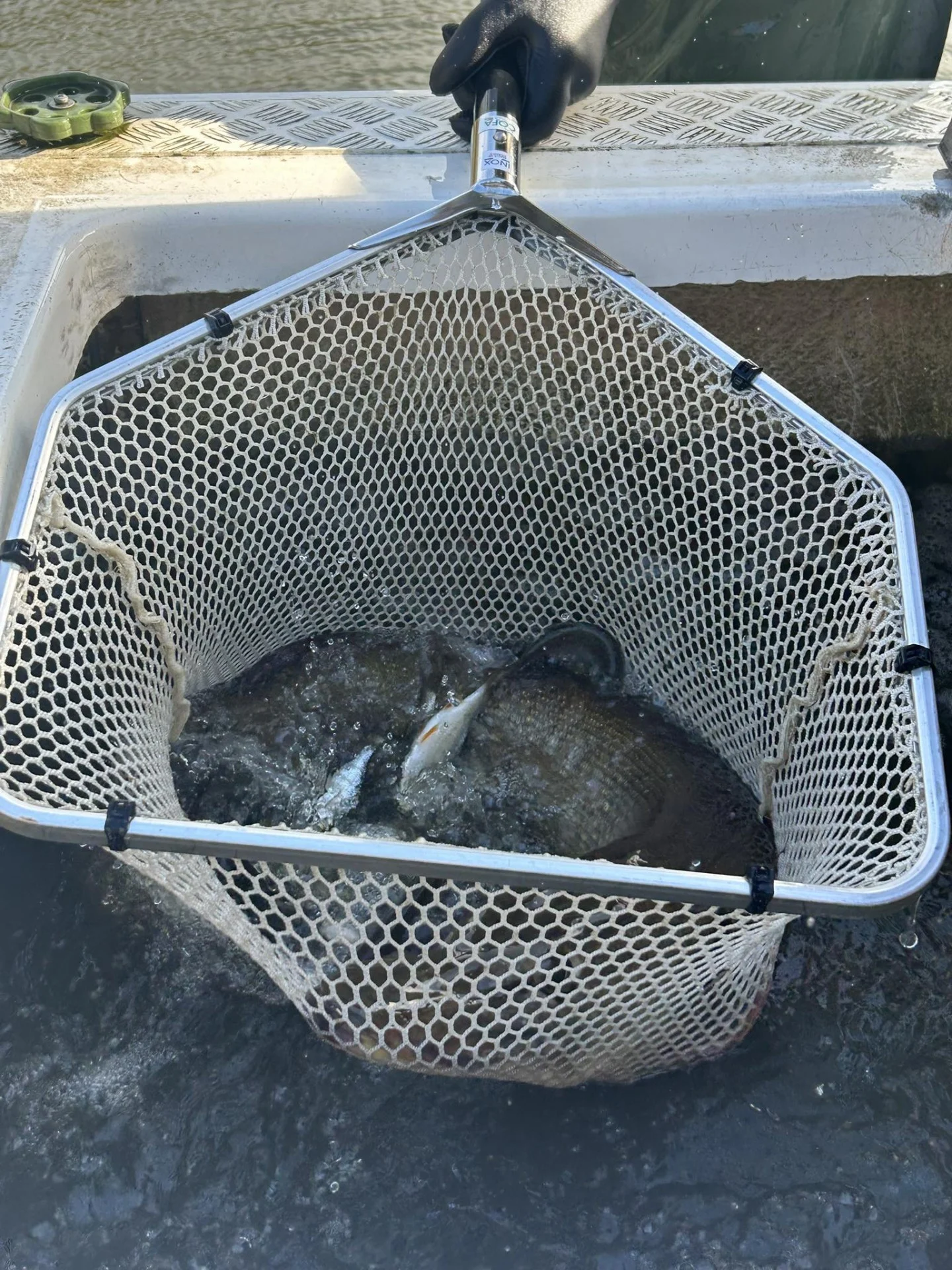 Alevinage Novembre 2025