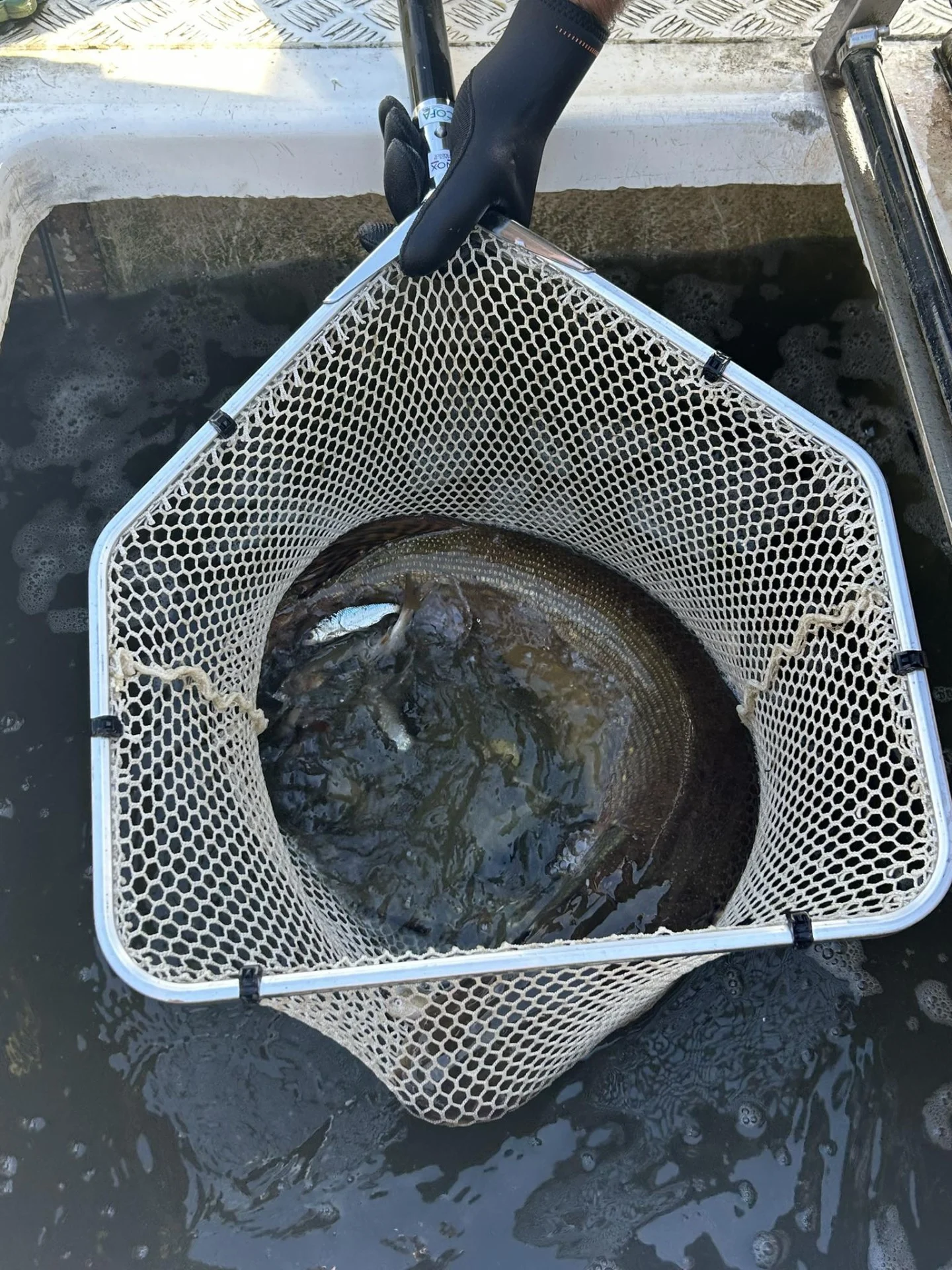 Alevinage Novembre 2025