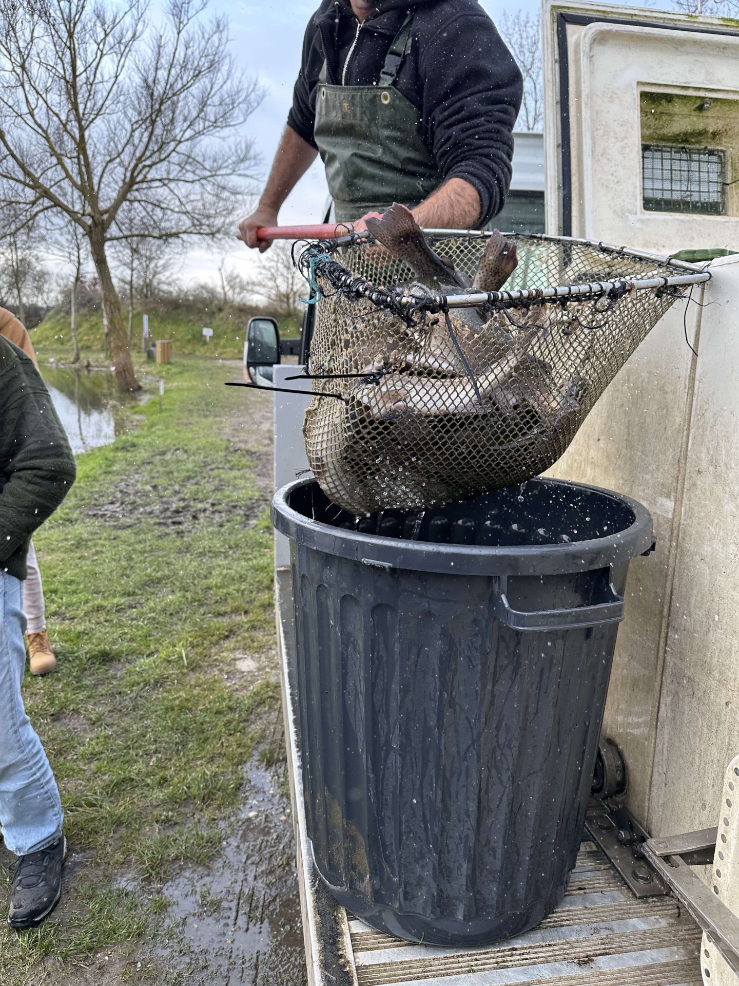 Alevinage février 2025