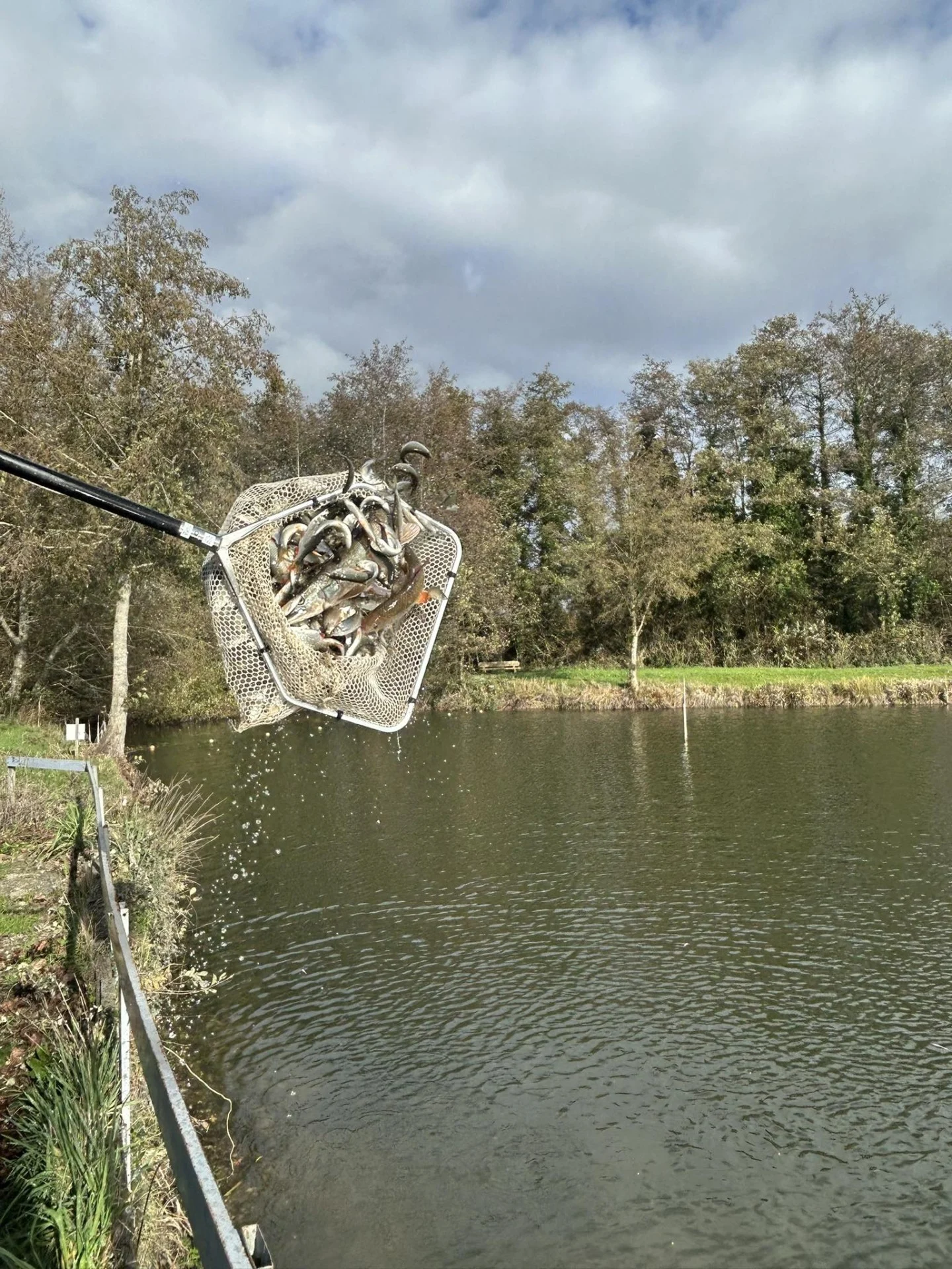 Alevinage Novembre 2025