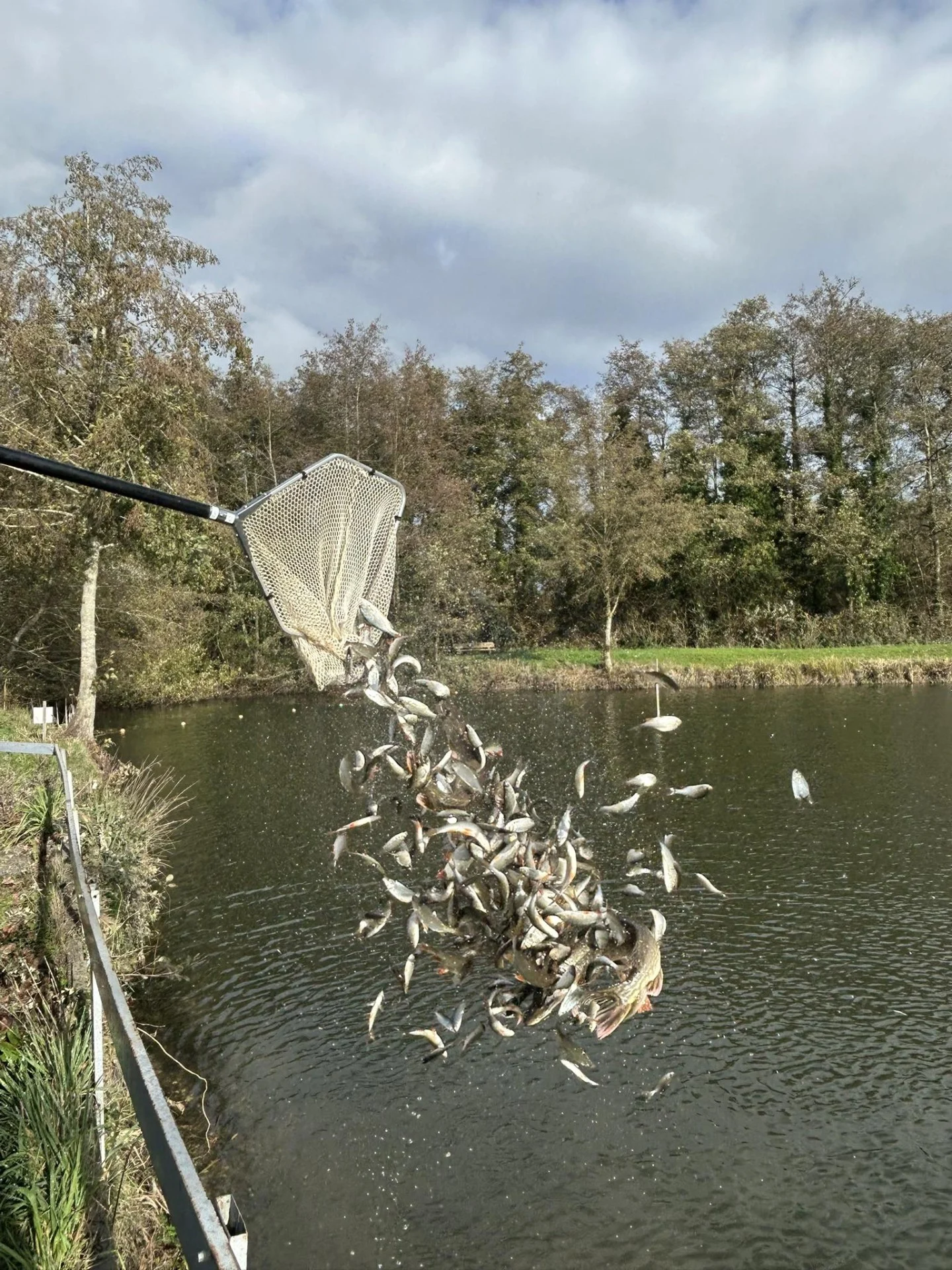 Alevinage Novembre 2025