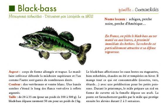 BlackBass.jpg