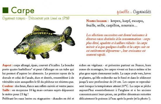 Carpe.jpg