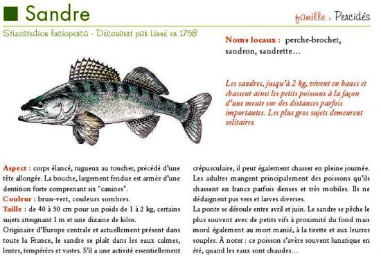 Sandre.jpg